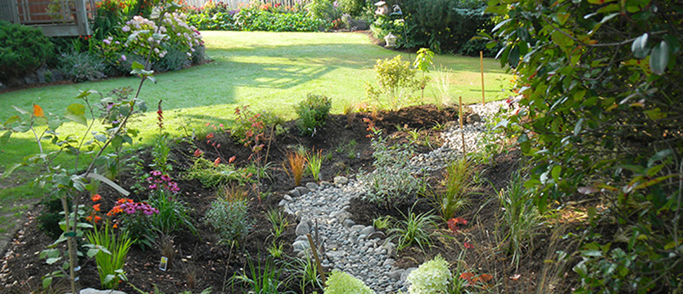 Install a rain garden and help Puget Sound